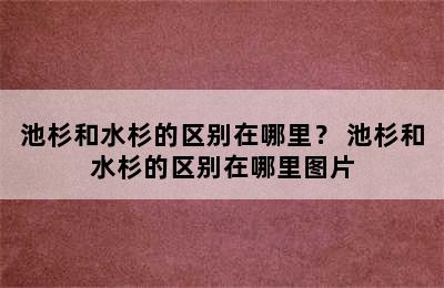 池杉和水杉的区别在哪里？ 池杉和水杉的区别在哪里图片